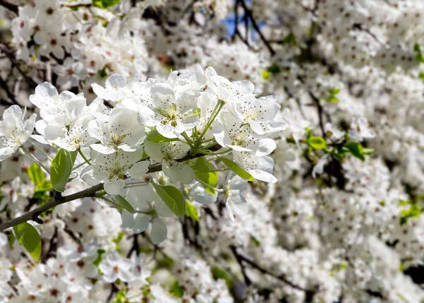 Bahar mevsiminde büyük beyaz çiçeklerle çiçek açan elma dalı (bahar arkaplanı beyaz çiçeklerle