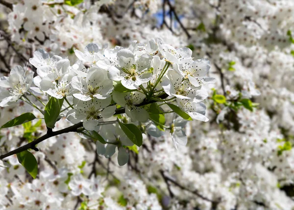 Bahar mevsiminde büyük beyaz çiçeklerle çiçek açan elma dalı (bahar arkaplanı beyaz çiçeklerle