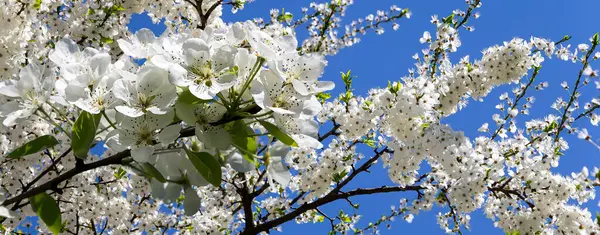 Bahar mevsiminde büyük beyaz çiçeklerle çiçek açan elma dalı (bahar arkaplanı beyaz çiçeklerle