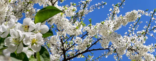 Bahar mevsiminde büyük beyaz çiçeklerle çiçek açan elma dalı (bahar arkaplanı beyaz çiçeklerle