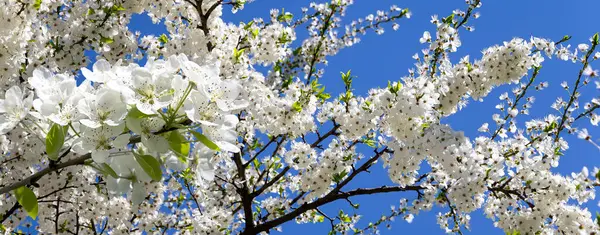 Floração Ramo Árvore Maçã Com Grandes Flores Brancas Primavera Fundo — Fotografia de Stock