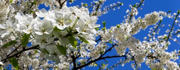 Bahar mevsiminde büyük beyaz çiçeklerle çiçek açan elma dalı (bahar arkaplanı beyaz çiçeklerle