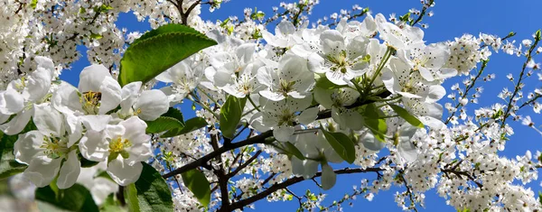 Blühender Apfelbaum Zweig Mit Großen Weißen Blüten Frühling Frühling Hintergrund — Stockfoto