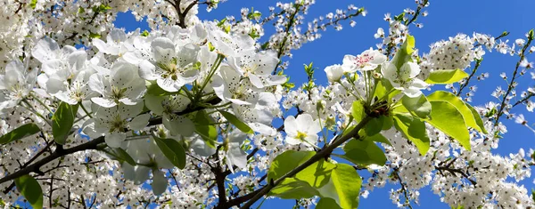 Bahar mevsiminde büyük beyaz çiçeklerle çiçek açan elma dalı (bahar arkaplanı beyaz çiçeklerle