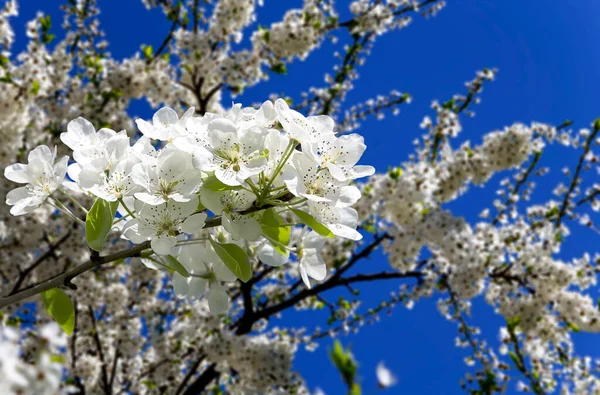 Bahar mevsiminde büyük beyaz çiçeklerle çiçek açan elma dalı (bahar arkaplanı beyaz çiçeklerle