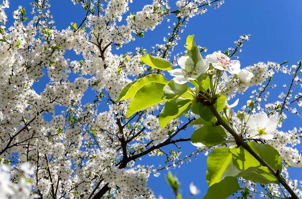 Fioritura Ramo Melo Con Grandi Fiori Bianchi Primavera Fondo Primavera — Foto Stock