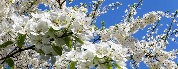 Bahar mevsiminde büyük beyaz çiçeklerle çiçek açan elma dalı (bahar arkaplanı beyaz çiçeklerle