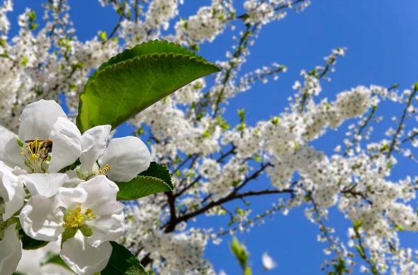 Bahar mevsiminde büyük beyaz çiçeklerle çiçek açan elma dalı (bahar arkaplanı beyaz çiçeklerle