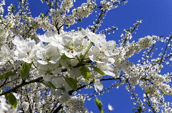 Bahar Mevsiminde Büyük Beyaz Çiçeklerle Çiçek Açan Elma Dalı Bahar — Stok fotoğraf