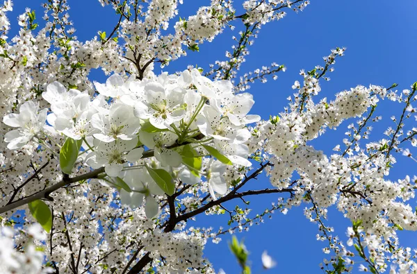 Bahar mevsiminde büyük beyaz çiçeklerle çiçek açan elma dalı (bahar arkaplanı beyaz çiçeklerle