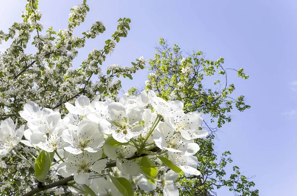 Bahar mevsiminde büyük beyaz çiçeklerle çiçek açan elma dalı (bahar arkaplanı beyaz çiçeklerle