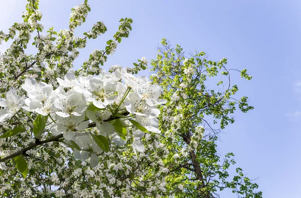 Bahar mevsiminde büyük beyaz çiçeklerle çiçek açan elma dalı (bahar arkaplanı beyaz çiçeklerle