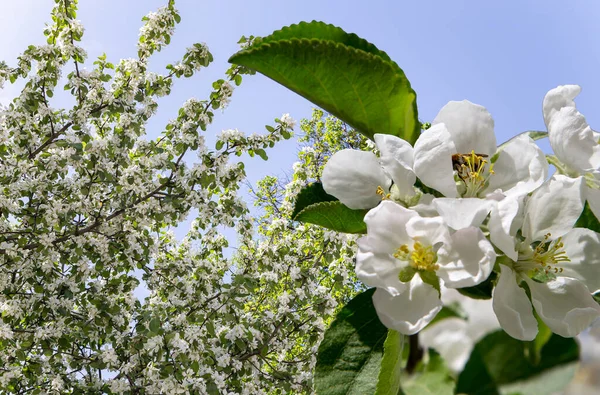 Bahar mevsiminde büyük beyaz çiçeklerle çiçek açan elma dalı (bahar arkaplanı beyaz çiçeklerle