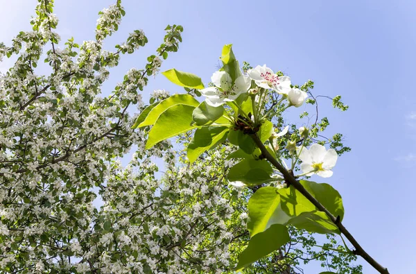 Bahar mevsiminde büyük beyaz çiçeklerle çiçek açan elma dalı (bahar arkaplanı beyaz çiçeklerle