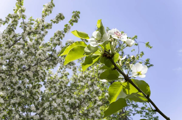 Bahar mevsiminde büyük beyaz çiçeklerle çiçek açan elma dalı (bahar arkaplanı beyaz çiçeklerle