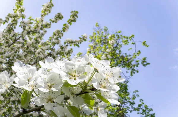 Bahar mevsiminde büyük beyaz çiçeklerle çiçek açan elma dalı (bahar arkaplanı beyaz çiçeklerle