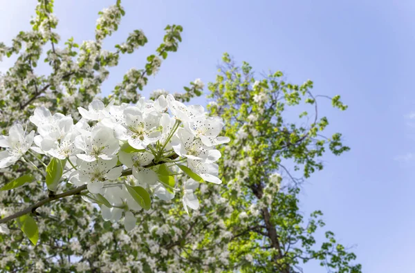 Bahar mevsiminde büyük beyaz çiçeklerle çiçek açan elma dalı (bahar arkaplanı beyaz çiçeklerle