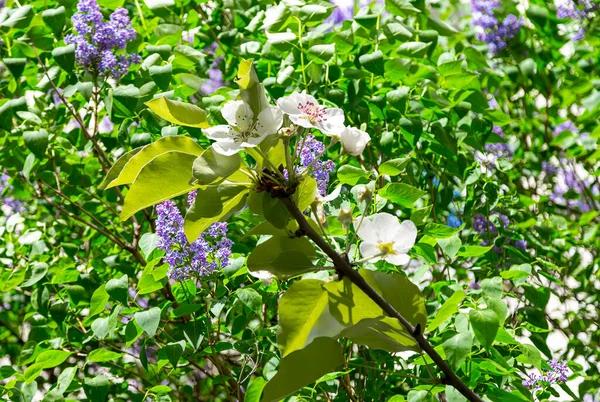 Bahar mevsiminde büyük beyaz çiçeklerle çiçek açan elma dalı (bahar arkaplanı beyaz çiçeklerle