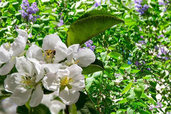 Bahar mevsiminde büyük beyaz çiçeklerle çiçek açan elma dalı (bahar arkaplanı beyaz çiçeklerle