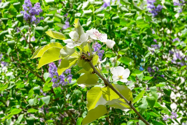 春に大きな白い花を咲かせるリンゴの木の枝 白い花の春の背景 — ストック写真