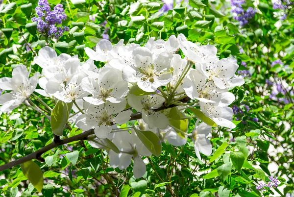 Bahar mevsiminde büyük beyaz çiçeklerle çiçek açan elma dalı (bahar arkaplanı beyaz çiçeklerle