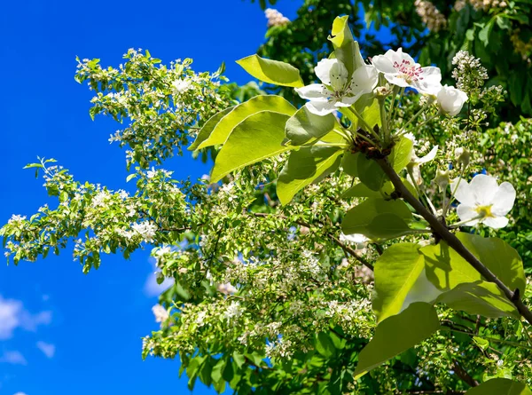 Bahar mevsiminde büyük beyaz çiçeklerle çiçek açan elma dalı (bahar arkaplanı beyaz çiçeklerle