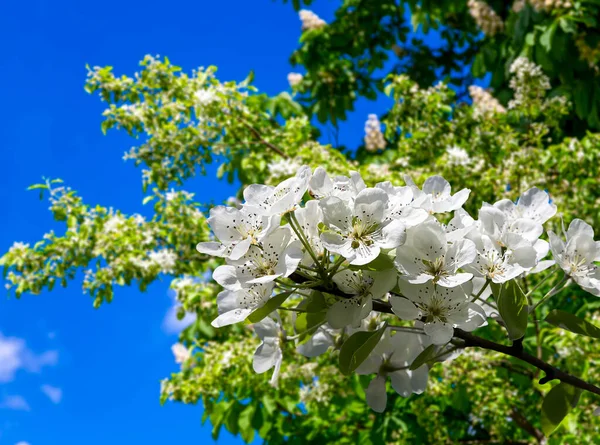 Bahar mevsiminde büyük beyaz çiçeklerle çiçek açan elma dalı (bahar arkaplanı beyaz çiçeklerle