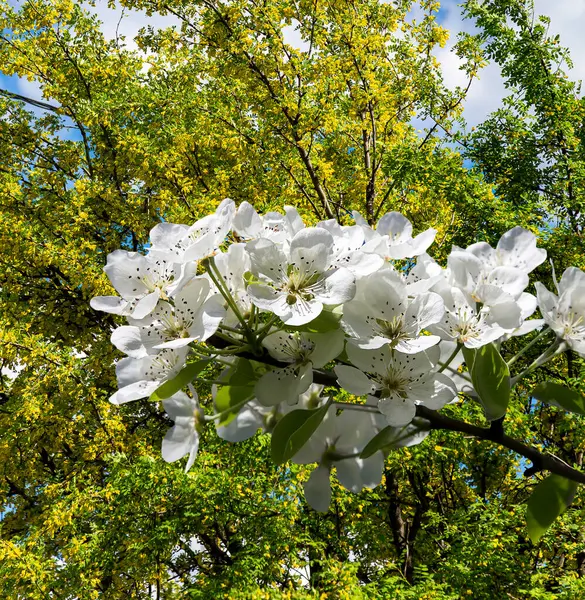 Bahar mevsiminde büyük beyaz çiçeklerle çiçek açan elma dalı (bahar arkaplanı beyaz çiçeklerle