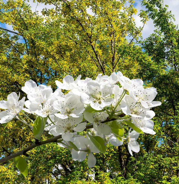 Bahar mevsiminde büyük beyaz çiçeklerle çiçek açan elma dalı (bahar arkaplanı beyaz çiçeklerle