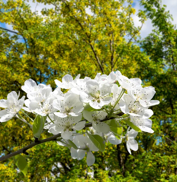 Bahar mevsiminde büyük beyaz çiçeklerle çiçek açan elma dalı (bahar arkaplanı beyaz çiçeklerle