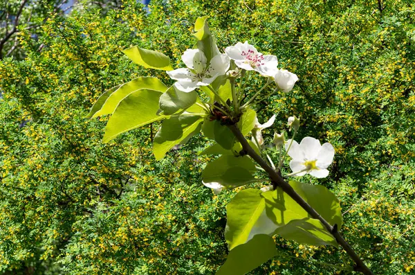 Bahar mevsiminde büyük beyaz çiçeklerle çiçek açan elma dalı (bahar arkaplanı beyaz çiçeklerle