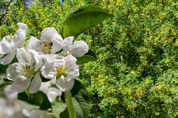 Bahar mevsiminde büyük beyaz çiçeklerle çiçek açan elma dalı (bahar arkaplanı beyaz çiçeklerle