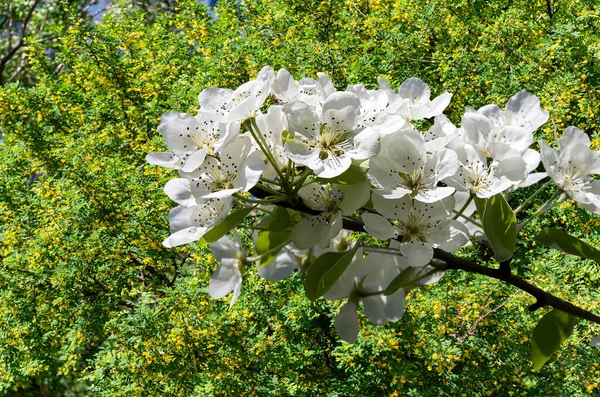 Bahar mevsiminde büyük beyaz çiçeklerle çiçek açan elma dalı (bahar arkaplanı beyaz çiçeklerle