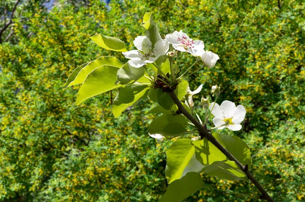 Bahar mevsiminde büyük beyaz çiçeklerle çiçek açan elma dalı (bahar arkaplanı beyaz çiçeklerle