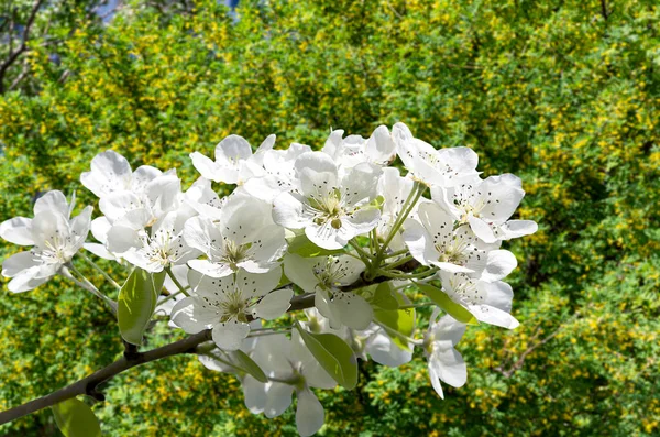 Bahar mevsiminde büyük beyaz çiçeklerle çiçek açan elma dalı (bahar arkaplanı beyaz çiçeklerle