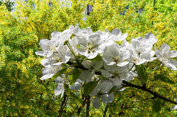 Bahar mevsiminde büyük beyaz çiçeklerle çiçek açan elma dalı (bahar arkaplanı beyaz çiçeklerle