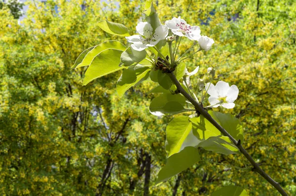 Bahar mevsiminde büyük beyaz çiçeklerle çiçek açan elma dalı (bahar arkaplanı beyaz çiçeklerle