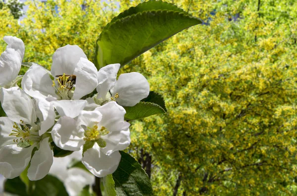 Bahar mevsiminde büyük beyaz çiçeklerle çiçek açan elma dalı (bahar arkaplanı beyaz çiçeklerle