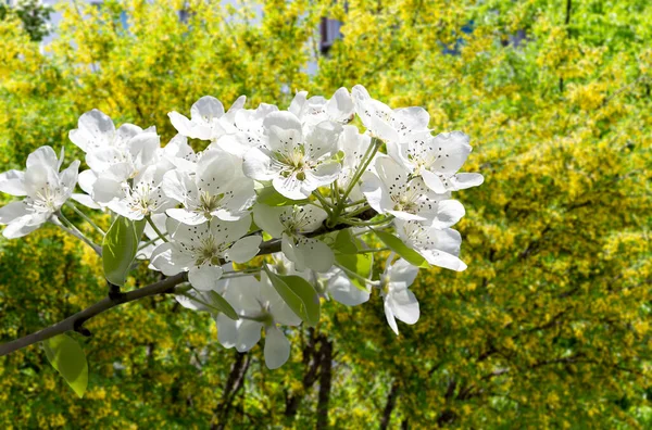 Bahar mevsiminde büyük beyaz çiçeklerle çiçek açan elma dalı (bahar arkaplanı beyaz çiçeklerle