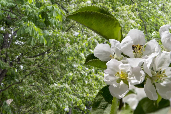 Bahar mevsiminde büyük beyaz çiçeklerle çiçek açan elma dalı (bahar arkaplanı beyaz çiçeklerle