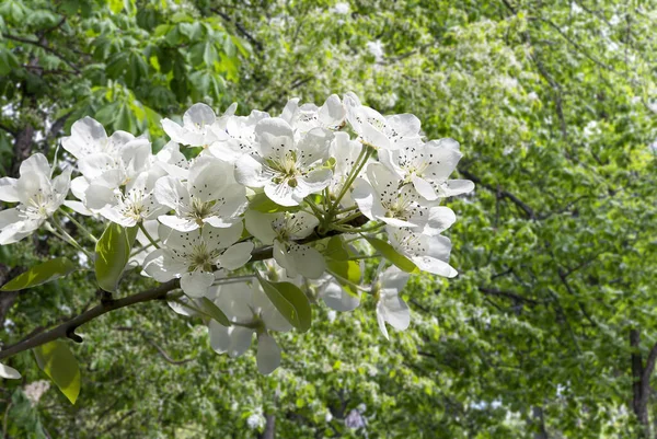 Bahar mevsiminde büyük beyaz çiçeklerle çiçek açan elma dalı (bahar arkaplanı beyaz çiçeklerle