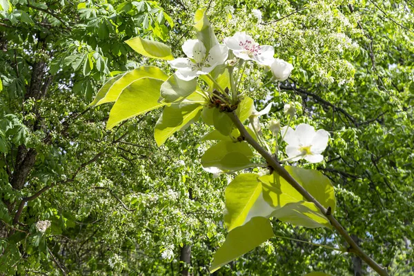 Bahar mevsiminde büyük beyaz çiçeklerle çiçek açan elma dalı (bahar arkaplanı beyaz çiçeklerle