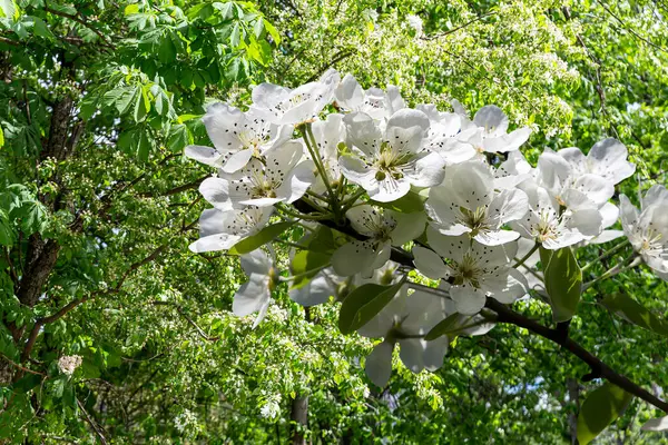 Bahar mevsiminde büyük beyaz çiçeklerle çiçek açan elma dalı (bahar arkaplanı beyaz çiçeklerle