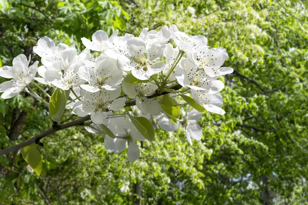 Bahar mevsiminde büyük beyaz çiçeklerle çiçek açan elma dalı (bahar arkaplanı beyaz çiçeklerle
