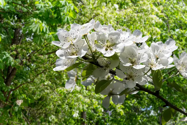 Bahar mevsiminde büyük beyaz çiçeklerle çiçek açan elma dalı (bahar arkaplanı beyaz çiçeklerle
