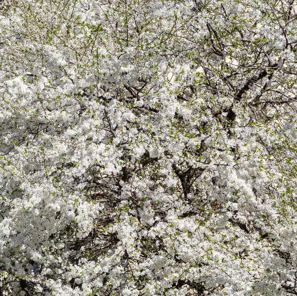 Árvore Florescente Maçã Ameixa Cereja Pêra Primavera Fundo Primavera Com — Fotografia de Stock