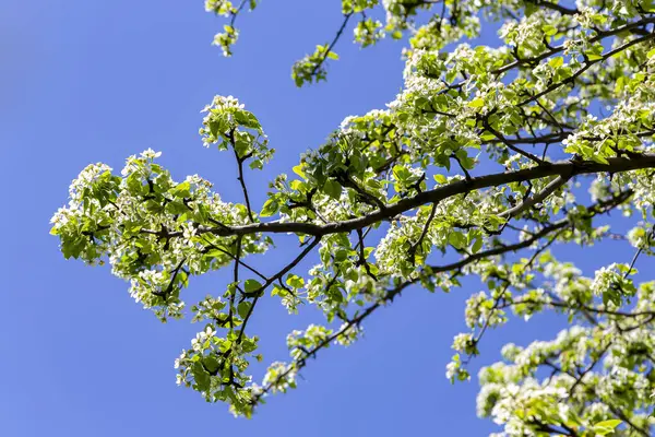 Kvetoucí Strom Jablko Švestka Třešeň Hruška Jaře Jarní Pozadí Bílými — Stock fotografie