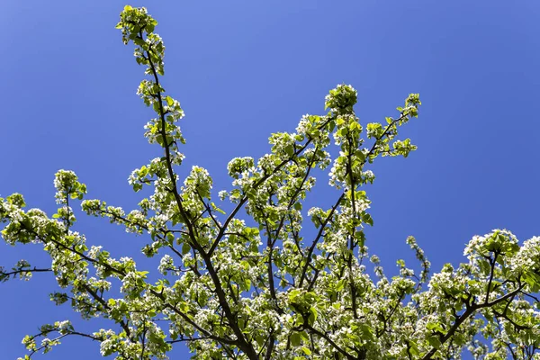 Bahar zamanı çiçek açan ağaç (elma, erik, kiraz, armut) (beyaz çiçekli bahar arkaplanı). Güneşli bir gün  