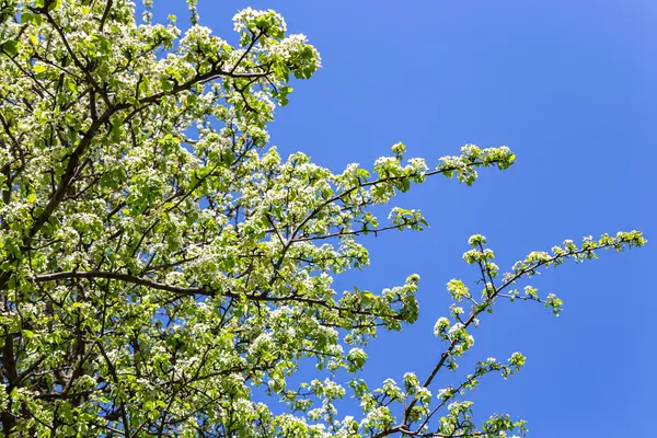 Bahar zamanı çiçek açan ağaç (elma, erik, kiraz, armut) (beyaz çiçekli bahar arkaplanı). Güneşli bir gün  