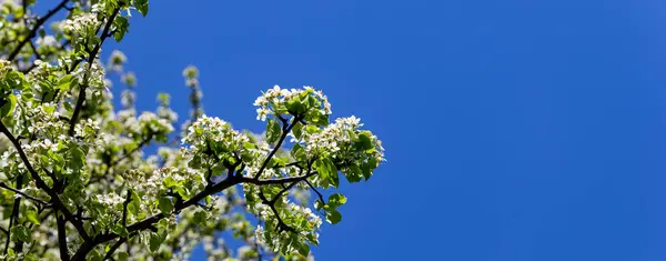 Kwitnące Drzewo Jabłko Śliwka Wiśnia Gruszka Wiosnę Wiosenne Tło Białymi — Zdjęcie stockowe